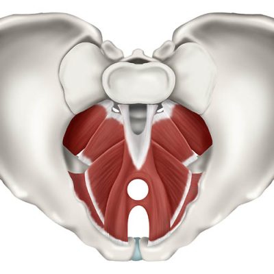 Mišice medeničnega dna - program